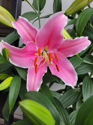 First Bloom -- pink day lily