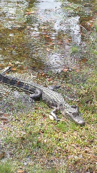 Island Native: Alligator in the Sun