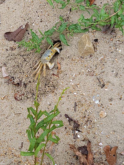 Crab on beach with weeds. 