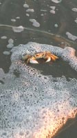 Beach Buddy Crab