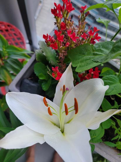 White lily in foreground with small red flowers in background.