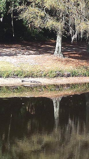Fishing alligator in the sun