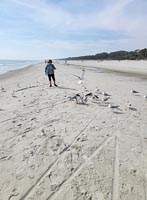 Beach with seagulls and walker