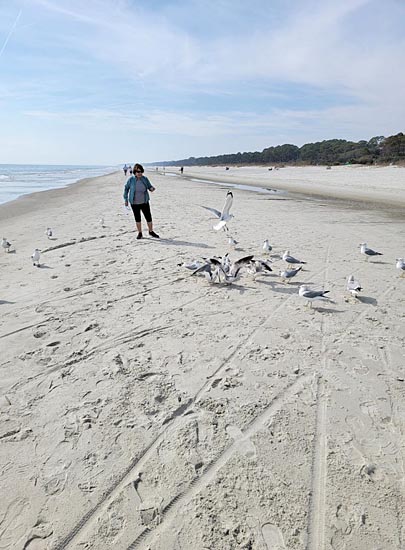 Walker and seagulls on the beach