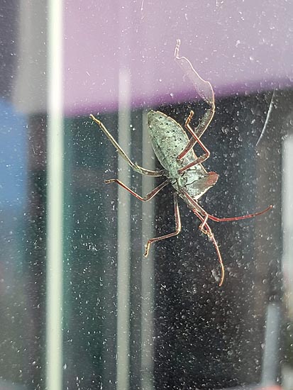 Insect on the window