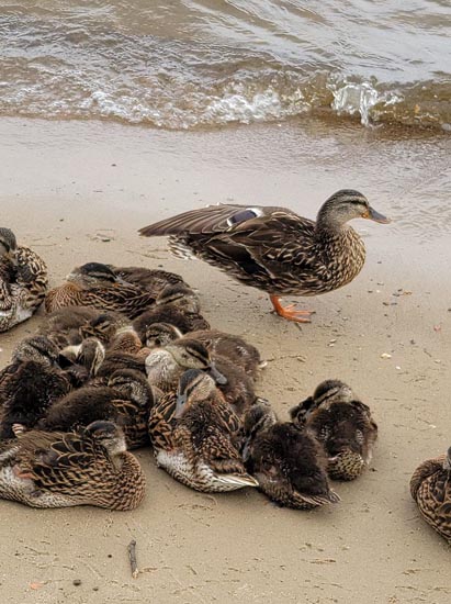 mama duck and many duclkings