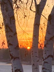 Birch trees in the sunset